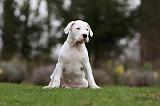 DOGUE ARGENTIN 276